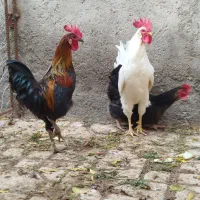 مرغوخروس|حیوانات مزرعه|کهک, |دیوار