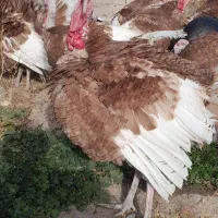 بوقلمون محلی