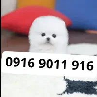 شماره ی رند، مخصوصِ تبلیغات و بیلبورد...