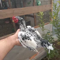 خروس کوشامو بلک متلد