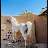 نریان کرد و عرب