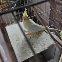 جفت عروس روی تخم|پرنده|کرمان, |دیوار