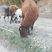 بره نر.بز.بزغاله