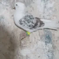 کبوتر رنگی|پرنده|اهواز, ۳۰ متری|دیوار