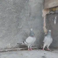 دم سفید وکله سرخ