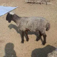 بره قوچ اصیل شال هم برای تخمی هم برای گوشتی .