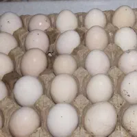تخم مرغ محلی
