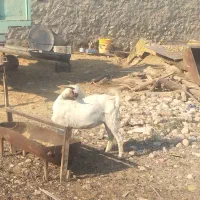 دوتا گیسع چاق و پاک سرحال