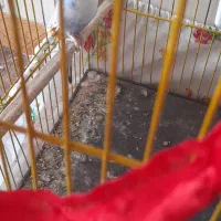 مرغ عشق|پرنده|سبزوار, غرب نیروگاه|دیوار