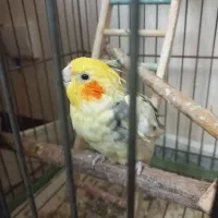 عروس هلندی