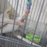 یک جفت عروس هلندی دستی رام