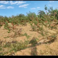 باغ کشاورزی روستای هیراب|فروش دفتر صنعتی، کشاورزی، تجاری|بروجرد, |دیوار