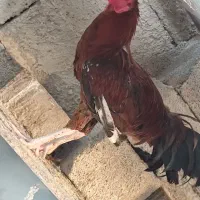 مرغ و خروس فروشی