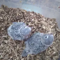 طوطی گرینچیک یلوساید دبل رد.سرلاکی