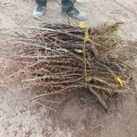 دنیای نهال عناب وزرشک ابوالفضل