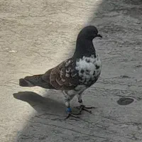 4عدد کفتر در شهرک طالقانی گمشده
