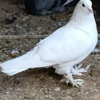 دو جفت کفتر سفید