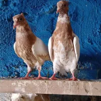 کبوتر کفتر پرنده کله زرد پرتقالی