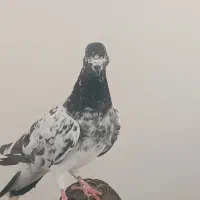 کبوتر شامی|پرنده|چابهار, |دیوار