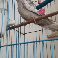 عروس هلندی خوشرنگ نژاد دار