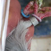 کفتر باخ رفته کرج رزکان