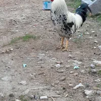 مرغ وخروس سنگین|حیوانات مزرعه|گمیشان, |دیوار