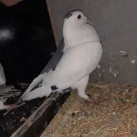 جفت خال چپ و پشت خال|پرنده|فردوس (خراسان), |دیوار