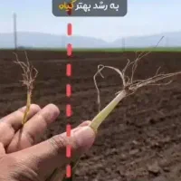 کود مخصوص بذرمال / تضمین برداشت بیشتر