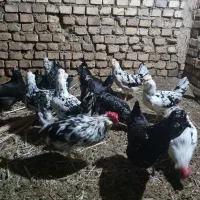 مرغ گلین|حیوانات مزرعه|اردکان, |دیوار