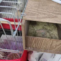 دوتا جوجه عروس هلندی