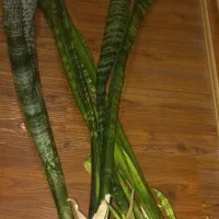 گل سانسوریا