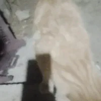 گربه دست اموز|گربه|خمین, |دیوار