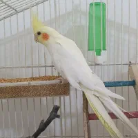 پرنده|پرنده|زابل, |دیوار