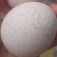 تخم بوقلمون