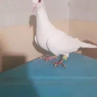 سه تا آلمانی درجه یک|پرنده|بردسکن, |دیوار