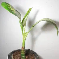 دیفن باخیا|گل و گیاه طبیعی|کازرون, |دیوار