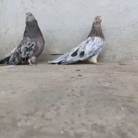 سرور کشیده|پرنده|همدان, |دیوار