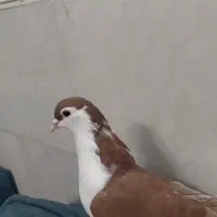 کفتر