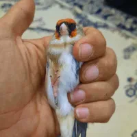 سهره چونه سفید|پرنده|پاکدشت, پاکدشت (مامازند)|دیوار