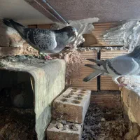 جفت پلاکی با جوجه