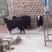 دوتاکهره یک سال چتی ودوتاکهره کله سفید۶ماه|حیوانات مزرعه|زاهدان, |دیوار