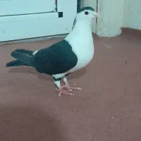 کبوتر ماده خوش رنگ