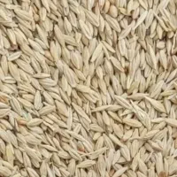فروش جو بذری و دام