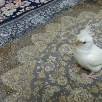 عروس هلندی سرلاکی لوتینو