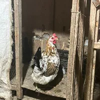 جوجه ۳۰ روز گلین لری|حیوانات مزرعه|قائمشهر, |دیوار