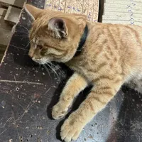 گربه گمشده|حیوانات|ابهر, |دیوار