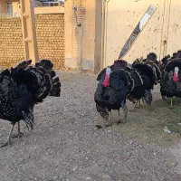 بوقلمون|حیوانات مزرعه|نهاوند, |دیوار