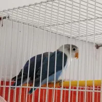 یک جفت کوتوله آبی کاربنی|پرنده|فردوس (خراسان), |دیوار