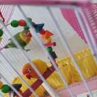 طوطی برزیلی سالم یک ساله|پرنده|تهران, سبلان (لشگر)|دیوار