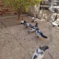 کبوتر سینه سیاه|پرنده|فسا, |دیوار